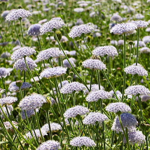 Trachymene Coerulea & Blue Lace Flower Seeds