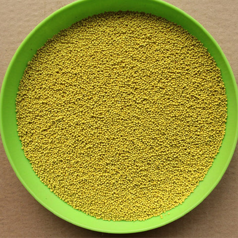 Trifolium-repens-Dutch-clover-Seeds