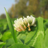 Trifolium-repens-Dutch-clover-Seeds