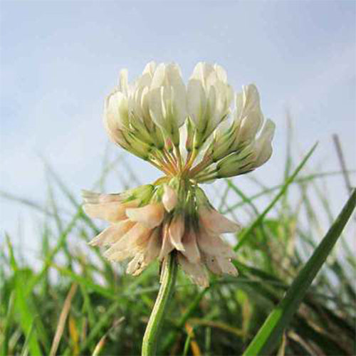 Trifolium-repens-Dutch-clover-Seeds