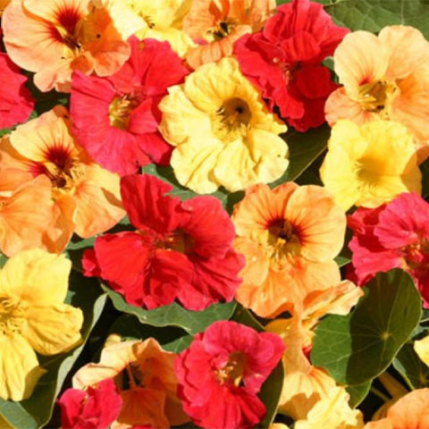Tropaeolum-Majus-Nasturtium-Seeds
