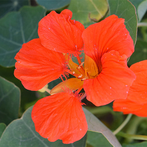Tropaeolum-Majus-Nasturtium-Seeds