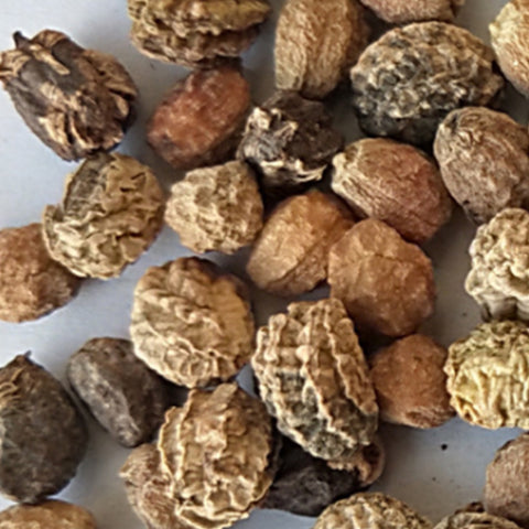 Tropaeolum Majus & Nasturtium Seeds