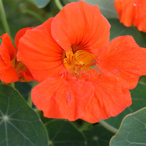 Tropaeolum-Majus-Nasturtium-Seeds