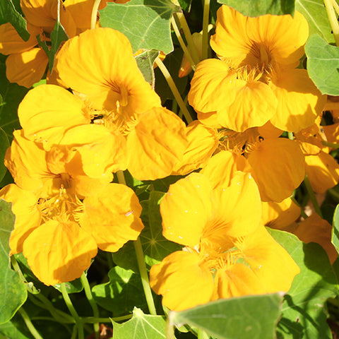 Tropaeolum Majus & Nasturtium Seeds