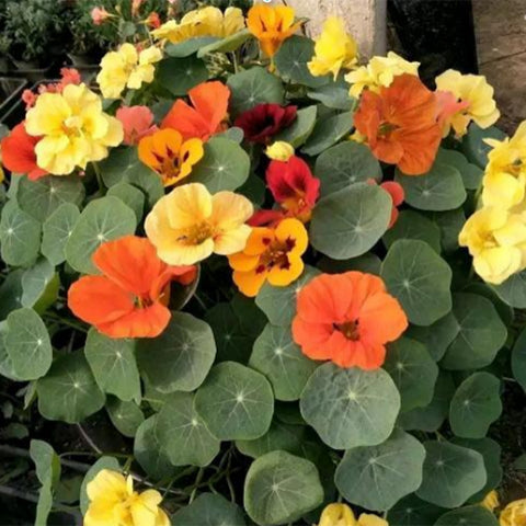 Tropaeolum-Majus-Nasturtium-Seeds