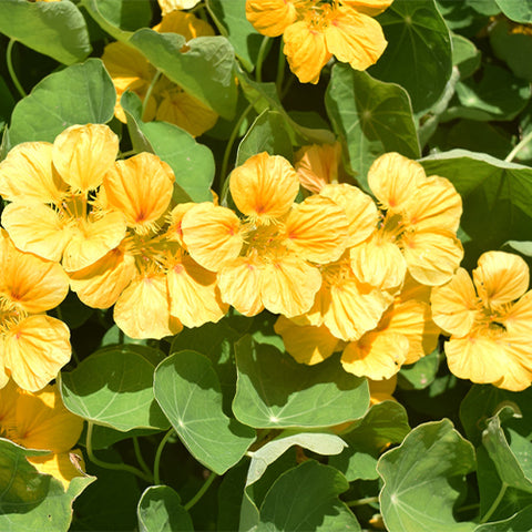 Tropaeolum-Majus-Nasturtium-Seeds