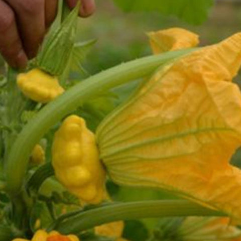 UFO Melon & UFO Squash Seeds