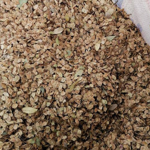 Ulmus-parvifolia-Chinese-elm-Seeds