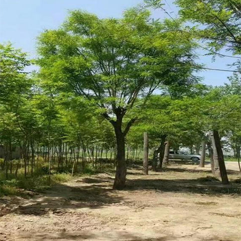 Ulmus-parvifolia-Chinese-elm-Seeds