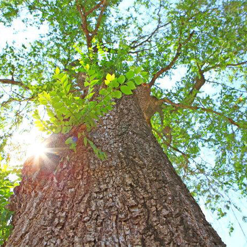 Ulmus pumila & Siberian elm Seeds