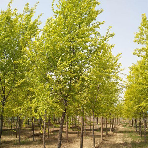 Ulmus pumila & Siberian elm Seeds