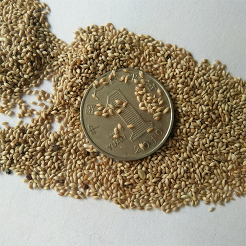 Uraria crinita & Early Cut Seeds