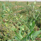 Vaccaria segetalis & Vaccariae semen Seeds