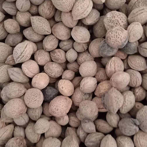 Vatica mangachapoi & Ome Seeds