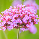 Verbena-Bonariensis-Brazilian-Vervain-Seeds