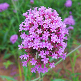 Verbena-Bonariensis-Brazilian-Vervain-Seeds