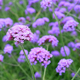 Verbena-Bonariensis-Purpletop-Vervain-Seeds