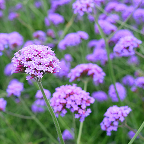 Verbena-Bonariensis-Purpletop-Vervain-Seeds