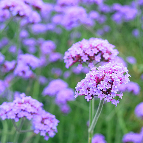 Verbena-Bonariensis-Purpletop-Vervain-Seeds