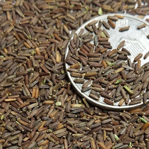 Verbena Hybrida & Glandularia Canadensis Seeds
