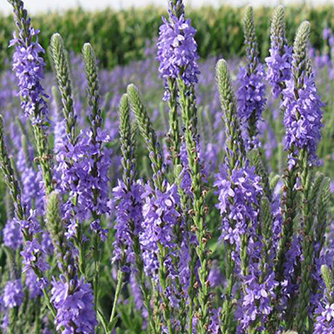 Verbena Hybrida & Glandularia Canadensis Seeds