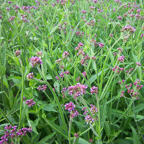 Verbena-Officinalis-Latifolia-Verbena-Seeds
