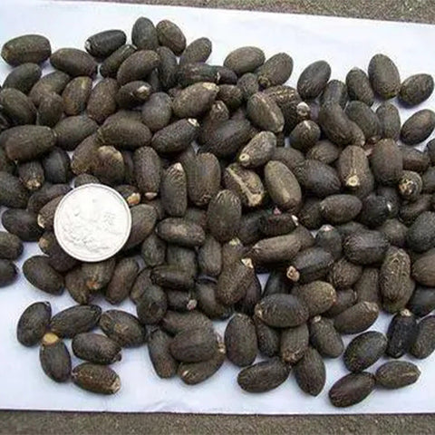 Vernicia-fordii-Tung-tree-Seeds