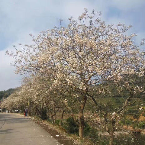 Vernicia-fordii-Tung-tree-Seeds