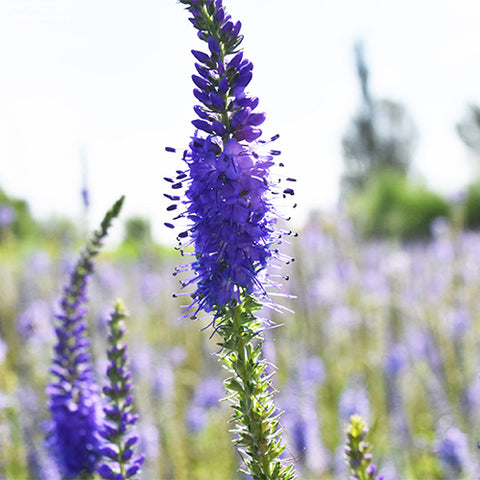 Veronica-Didyma-Field-Speedwell-Seeds