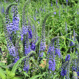 Veronica-Didyma-Field-Speedwell-Seeds