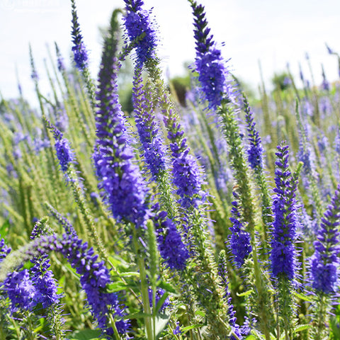 Veronica-Didyma-Field-Speedwell-Seeds