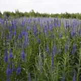 Veronica Polita & Veronica Didyma Seeds