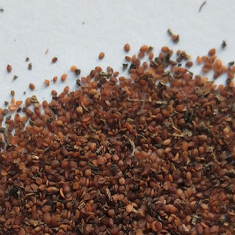 Veronica Polita & Veronica Didyma Seeds