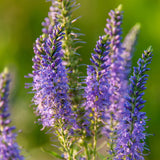 Veronica Polita & Veronica Didyma Seeds