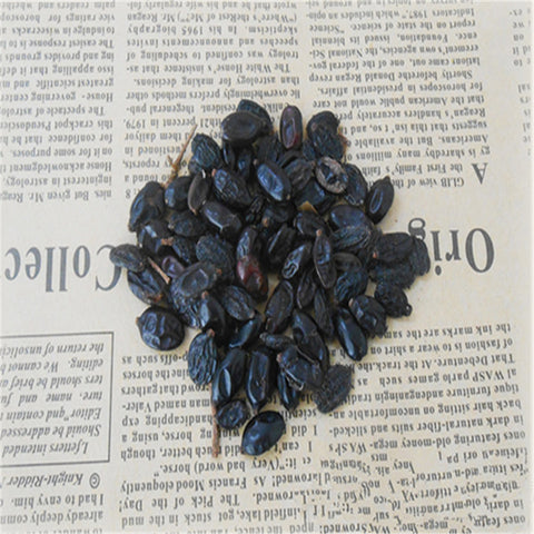 Viburnum-macrocephalum-Chinese-snowball-Seeds