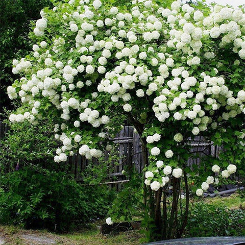 Viburnum-macrocephalum-Chinese-snowball-Seeds