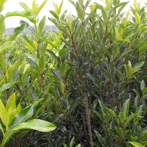 Viburnum odoratissimum & Sweet viburnum Seeds