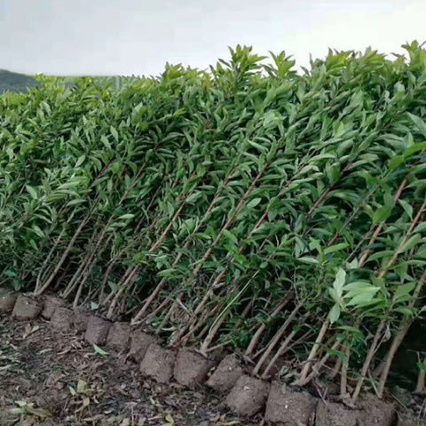 Viburnum odoratissimum & Sweet viburnum Seeds