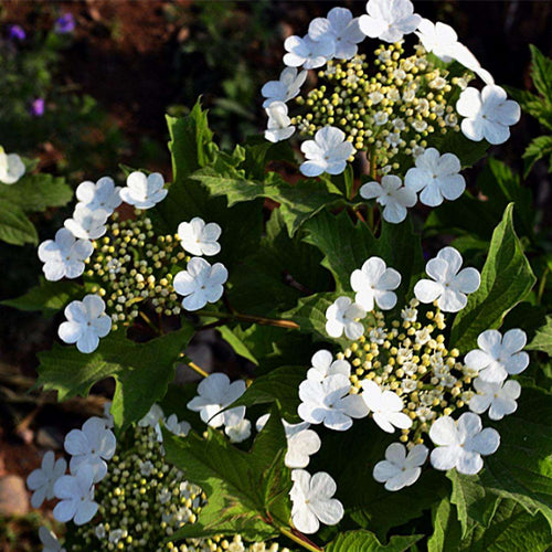 guelder rose seeds Viburnum Opulus & Guelder Rose Seeds – HeYou Seeds