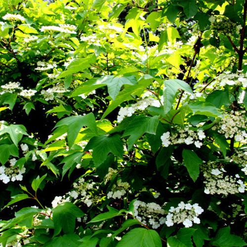 guelder rose seeds Viburnum Opulus & Guelder Rose Seeds – HeYou Seeds