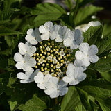 Viburnum-opulus-Guelder-rose-Seeds