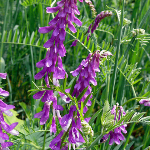 Viciavillosa & Hairy vetch Seeds