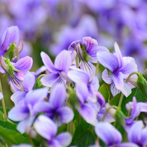 Viola-Philippica-Herba-Violae-Seeds