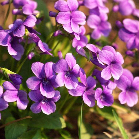 Viola-Philippica-Herba-Violae-Seeds