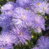 Viola-Tricolor-China-Aster-Seeds