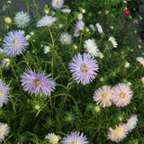 Viola-Tricolor-China-Aster-Seeds