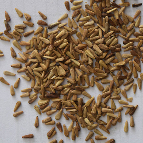 Viola-Tricolor-China-Aster-Seeds