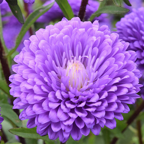 Viola-Tricolor-China-Aster-Seeds