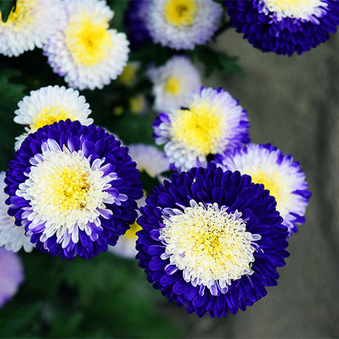 Viola-Tricolor-China-Aster-Seeds